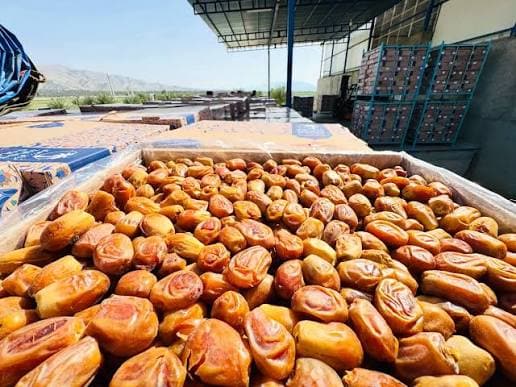 تصویر 3 از خرما زاهدی ساینا مناسب تامین سفارش های فروشگاهی و پخش